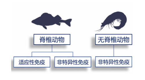 蝦可以提高免疫力嗎